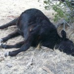 Garren Cattle Mutilation (viewer discretion) Garren Cattle Mutilation (viewer discretion)