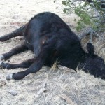 Garren Cattle Mutilation (viewer discretion)