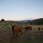 Colorado Calf Mutilation 04/18/15