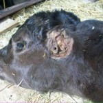 Cattle Mutilation/Predator Kill Comparison Pictures
