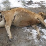 Aaron Cattle Mutilation Investigation 12/12/09