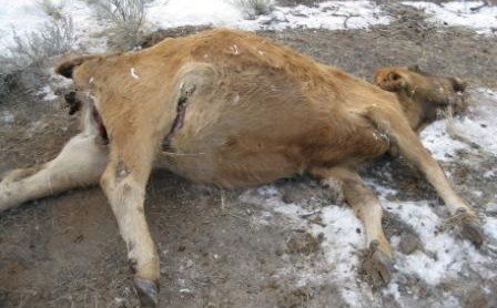 Aaron Cattle Mutilation