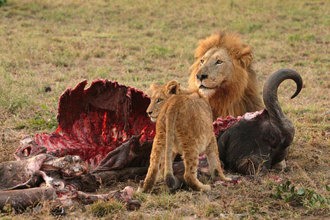 lion killing prey