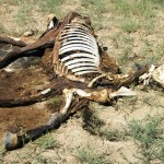 Horses Mutilated in Rush Colorado! 08/11/2010