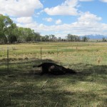 Cattle Mutilation Occurs in Rancher’s Livestock, May 15th 2011…