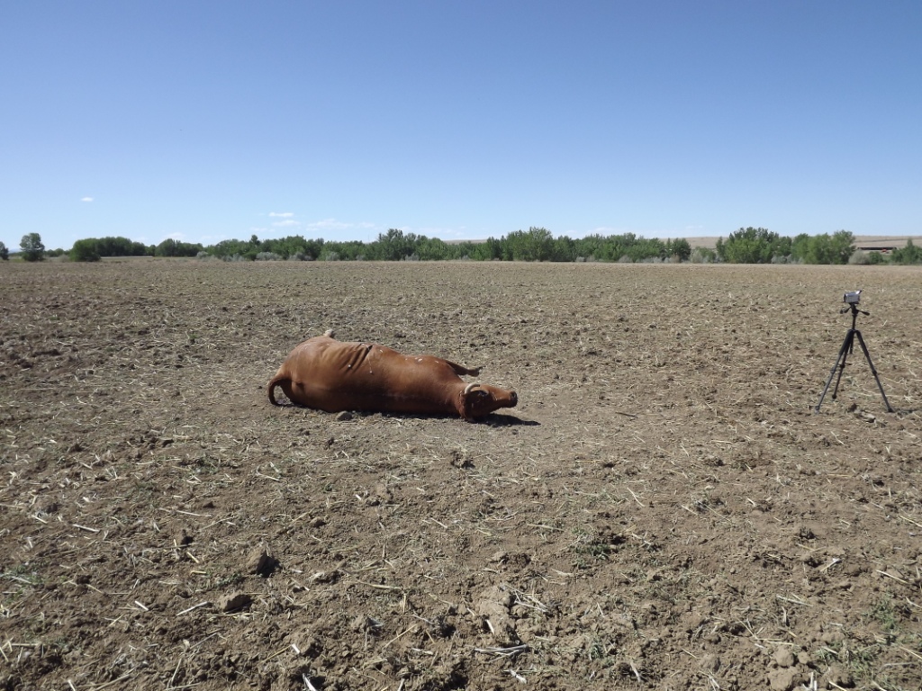 Trinidad cattle mutilation