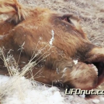 UFOnut.com – Episode 004: Aaron Cattle Mutilation