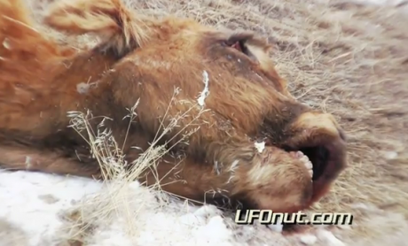 Aaron Cattle Mutilation