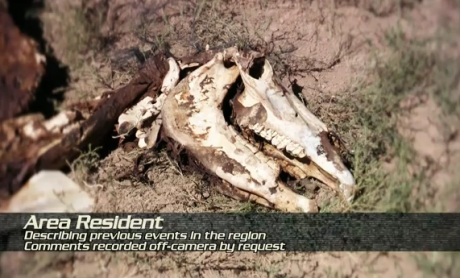 Rush Horse Mutilation