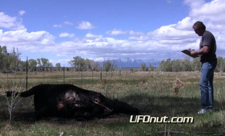 Sanchez Cattle Mutilation 2011
