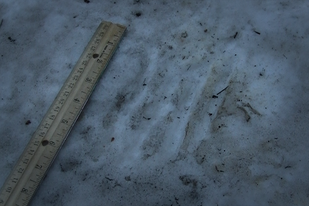 Joe Fex Bigfoot Investigation | Colorado