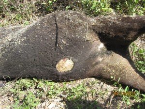 penis.removal