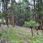 May 2012, Bailey, Colorado BigFoot Returns!