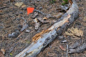 damaged_log