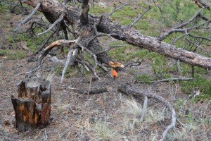 unusual_broken_branch2
