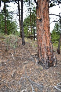 unusual_ground_depression_bytree