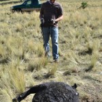 Trinidad, Colorado Animal Mutilation (cow) 09/04/2012
