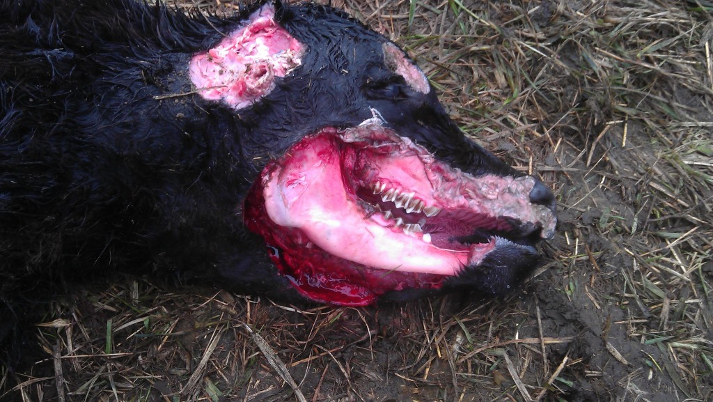cattle mutilation picture
