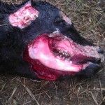 Cattle Mutilations are “still” occurring across the country!