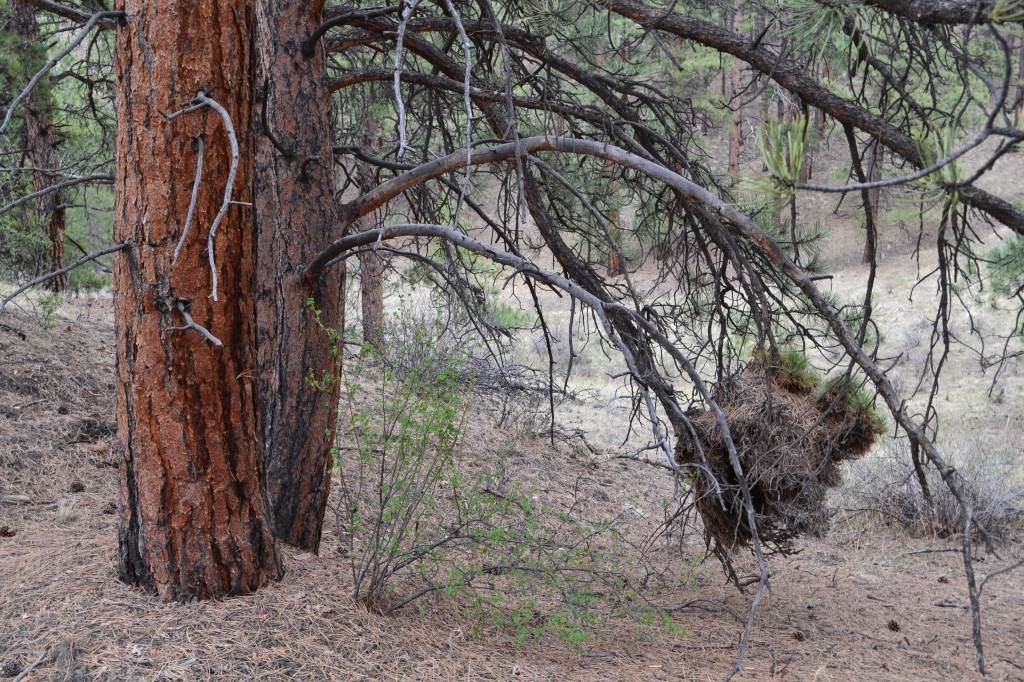 porcupine