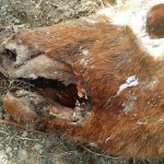 Article to Media: 2016 Cattle Mutilations