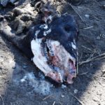 Mysterious Cow Death! 11/13/18