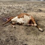 New Cattle Mutilation in Harney County, Oregon!