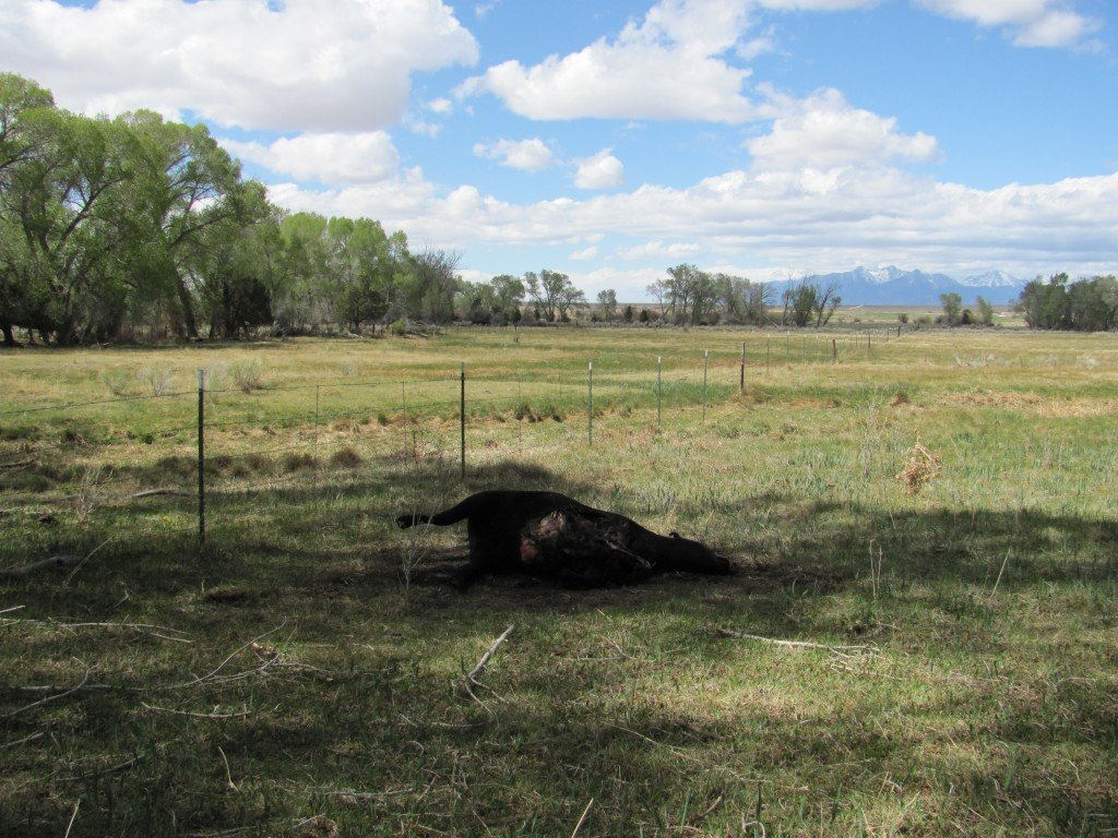 Cattle Mutilation Occurs In Rancher s Livestock May 15th 2011 Chuck Zukowski UFO