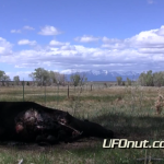 UFOnut.com – Episode 009: Sanchez Cattle Mutilation 2011