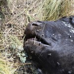 UFOnut.com – Episode 011: Torres Cattle Mutilation