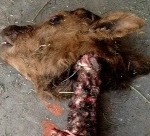 Another Colorado Animal Mutilation 05/04/13
