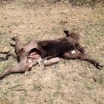 Colorado Rancher Gets Hit Again!  Another Mutilation in Trinidad on 05/13/13.