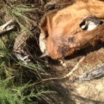 More 2013 Cattle Mutilations Occurring in Colorado and Missouri !