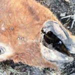 October Animal Mutilation Spree?